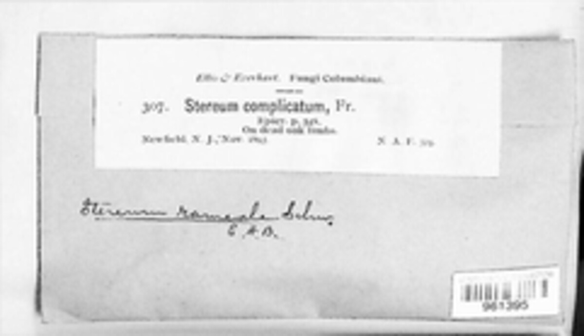 Stereum complicatum image